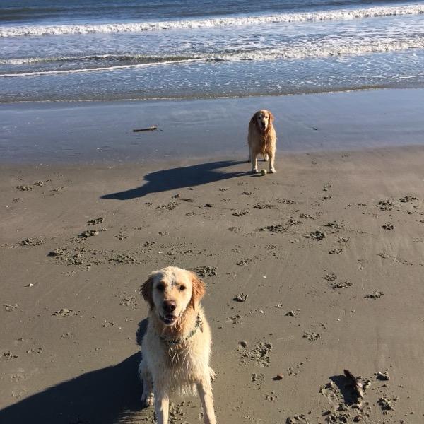 Two golden retrievers on a Lowcountry beach