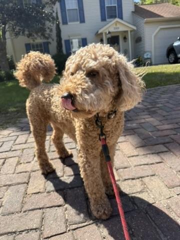 Goldendoodle on a walk in the neighborhood