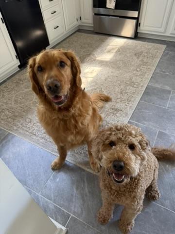Golden retriever and goldendoodle sitting in a kitchen
