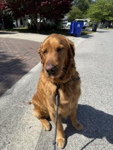 Golden retriever sitting on a sidewalk