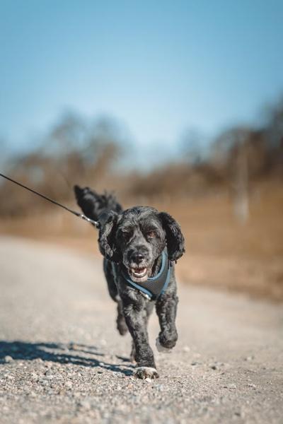 Black dog running on a path wearing a blue harness