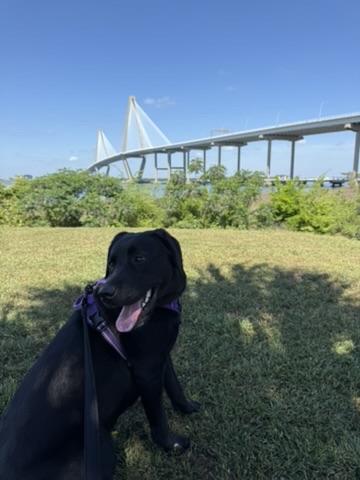 Black lab sitting in front of the Ravenel Bridge