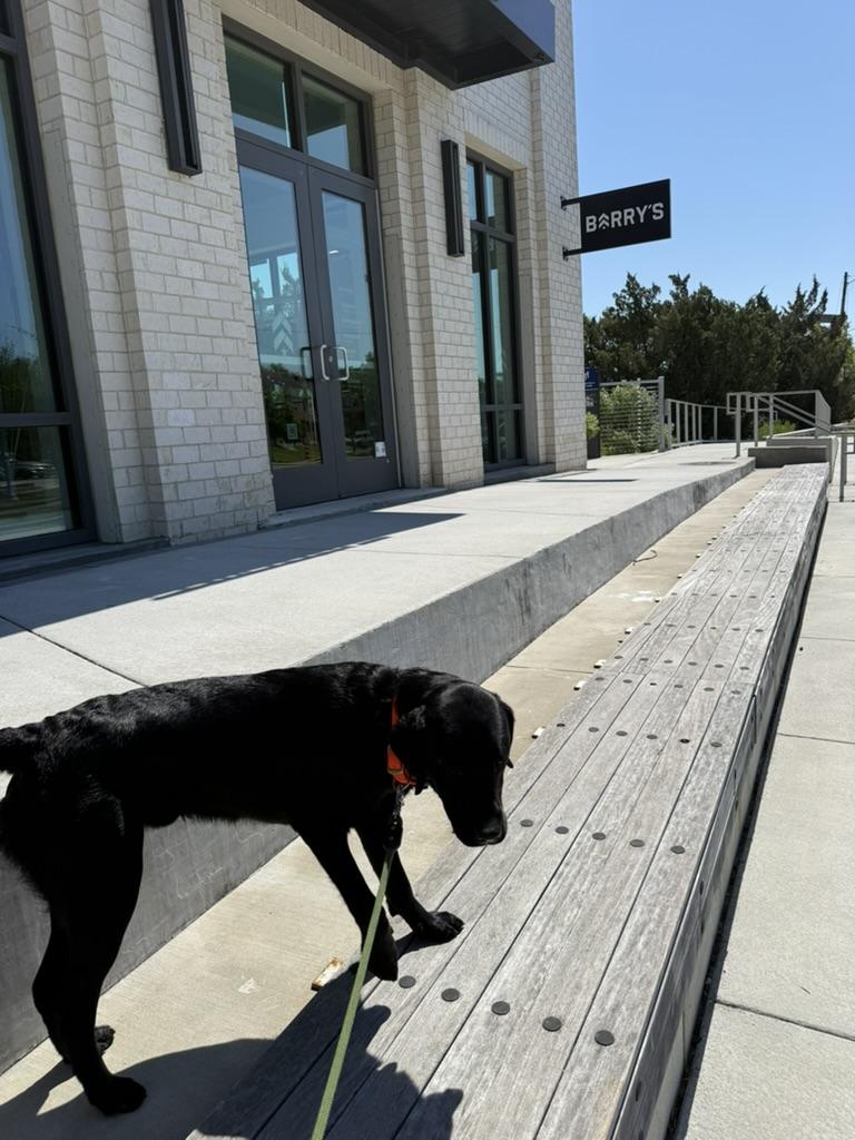 Black lab walking downtown