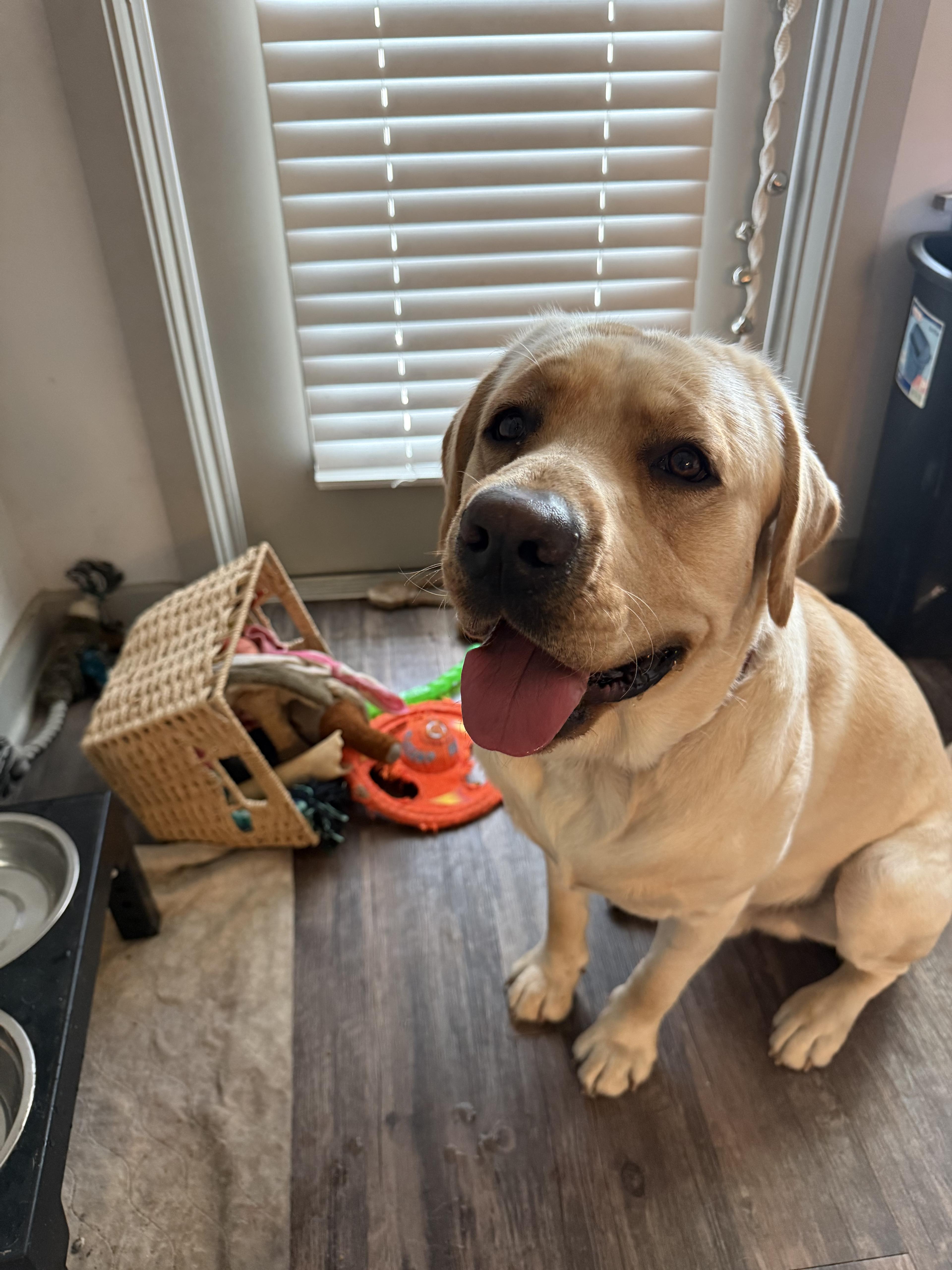 Yellow lab relaxing indoors with toys