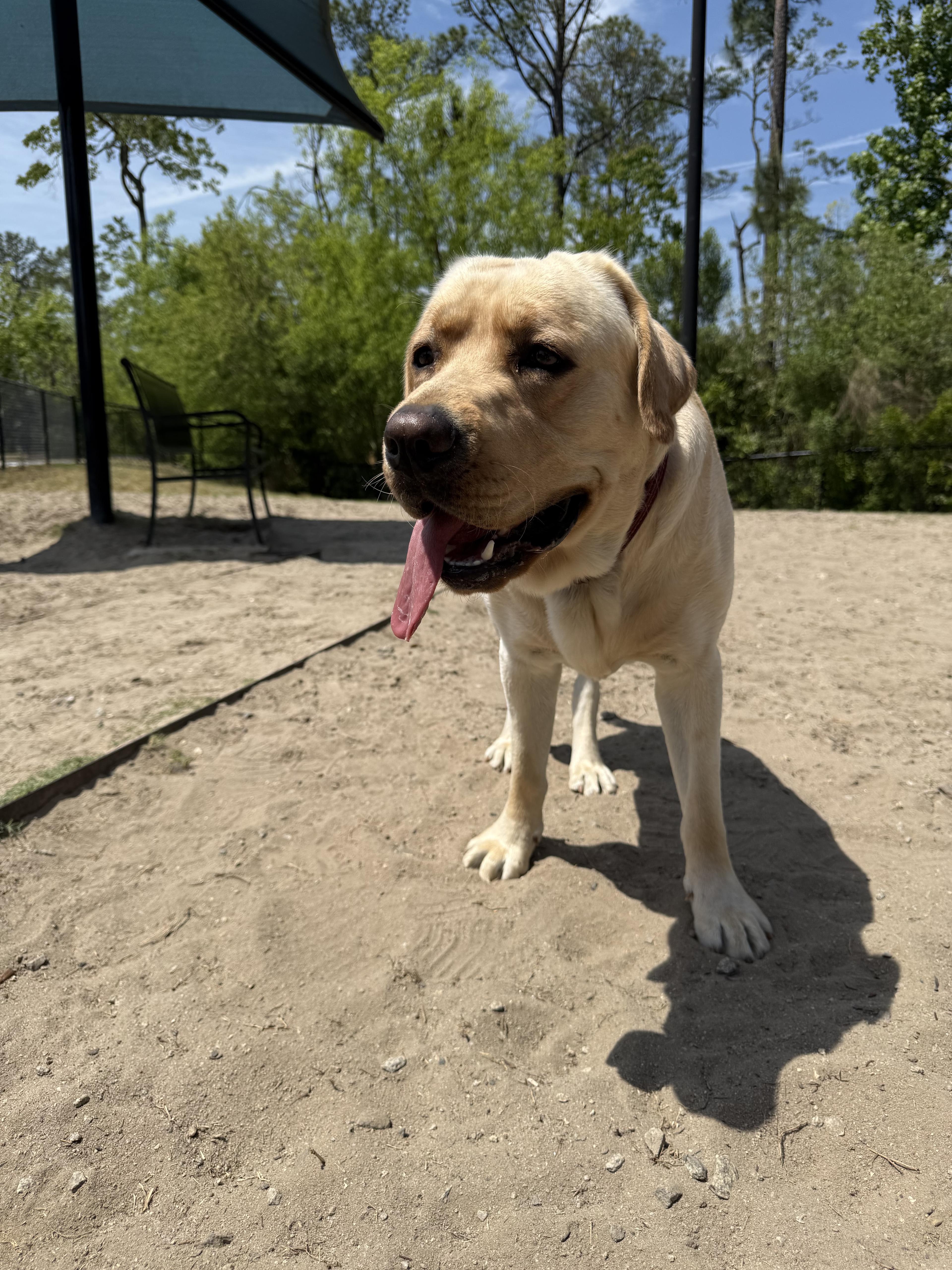 Yellow lab at the dog park