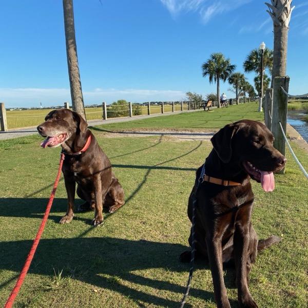 Two chocolate labs at the waterfront