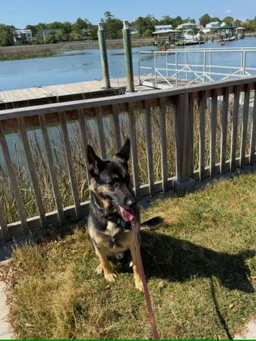 German shepherd by the dock on the waterfront