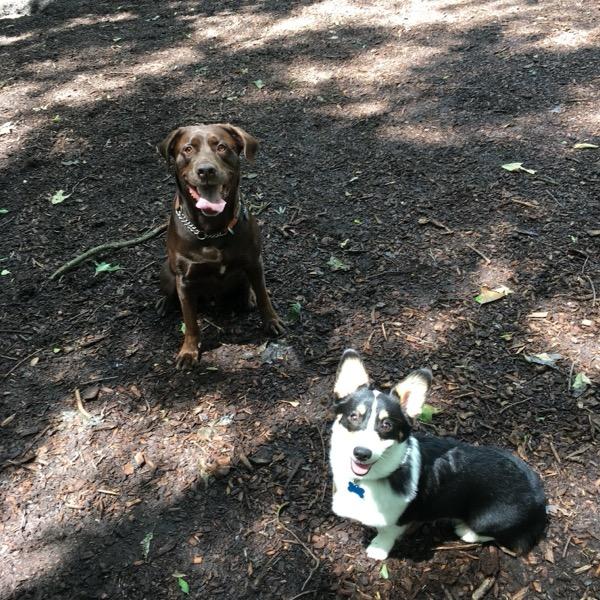 Chocolate lab and corgi on a shaded trail