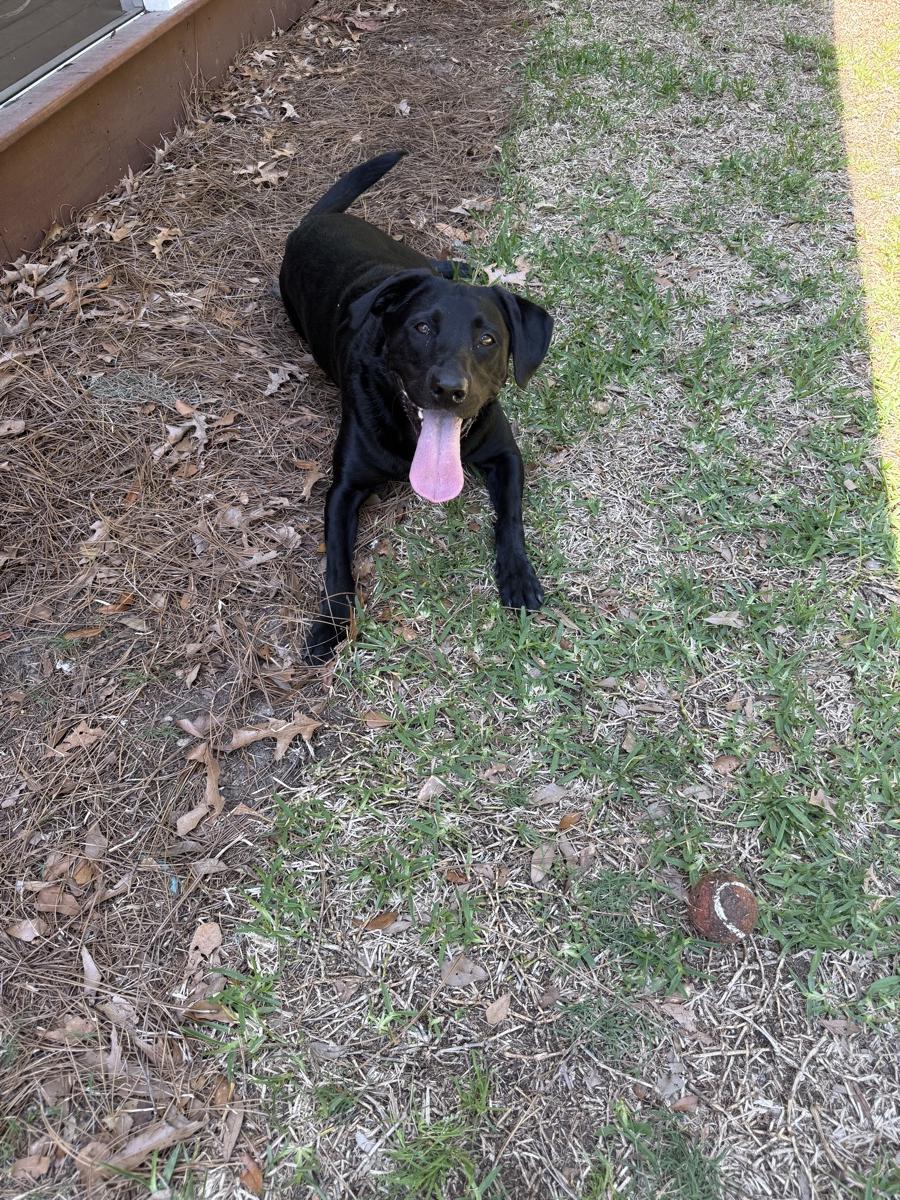 Black lab with tongue out in the yard