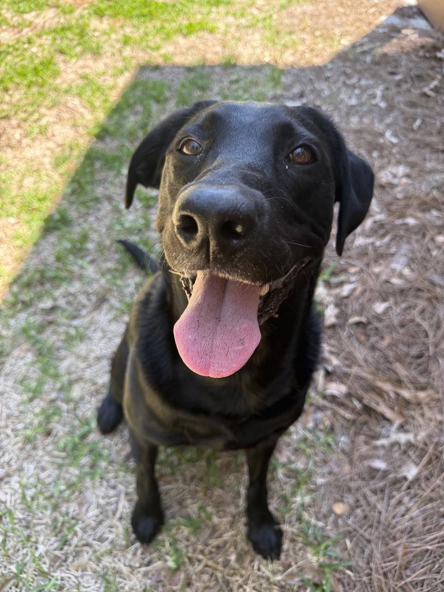 Black puppy with tongue out in the yard