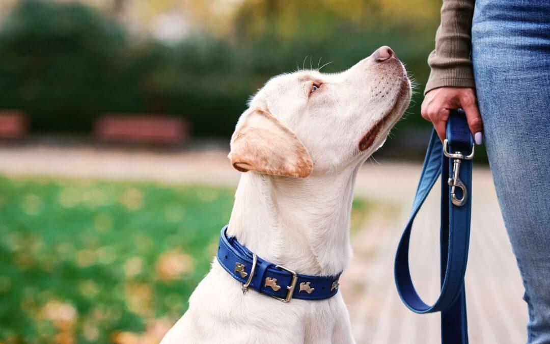 White lab looking up at their dog walker in a park