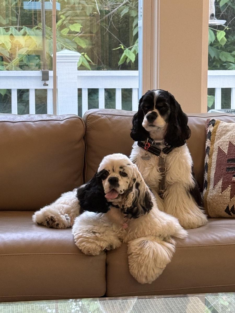Two spaniels relaxing on a couch