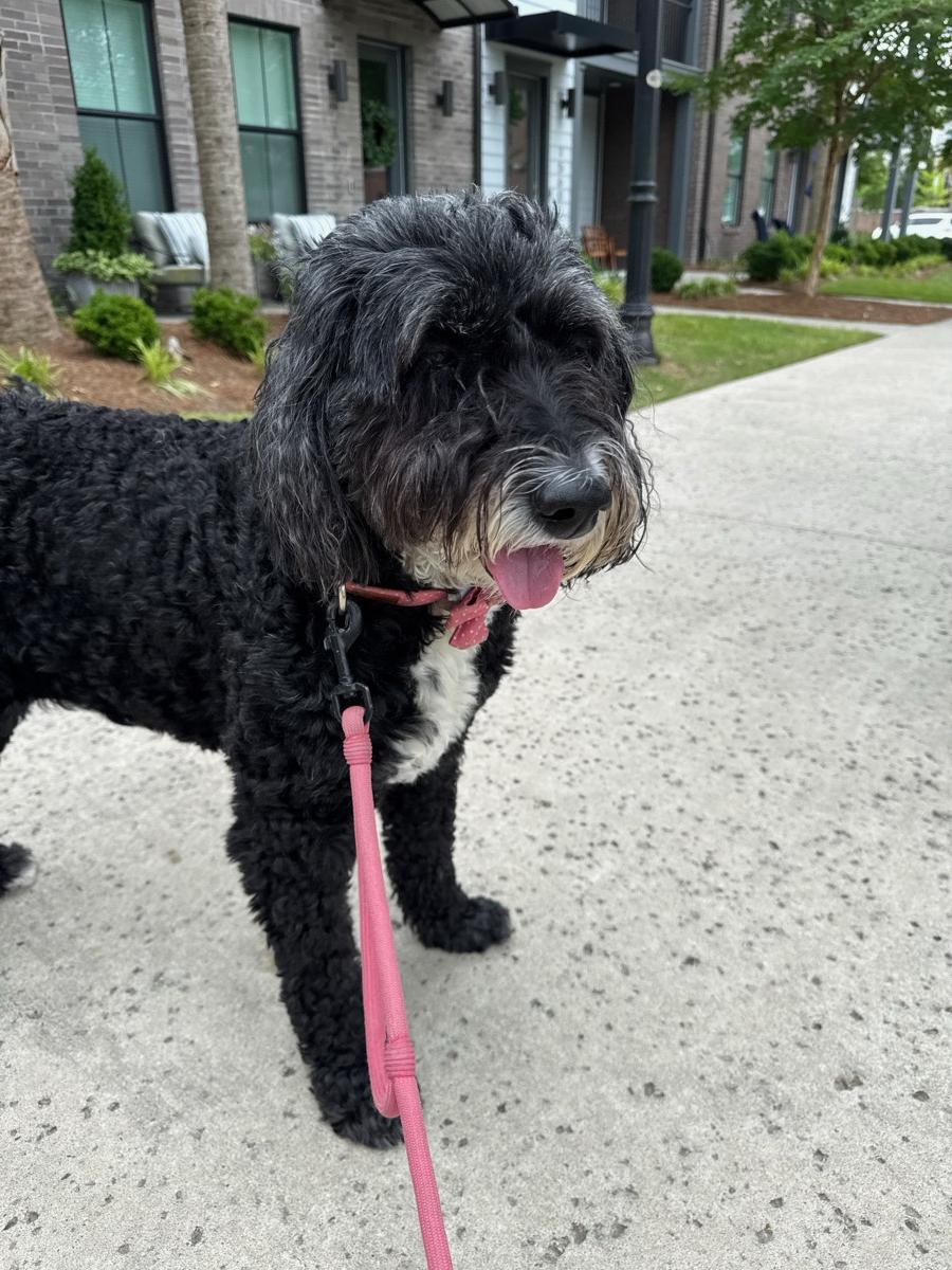 Dark doodle on a walk with a pink leash