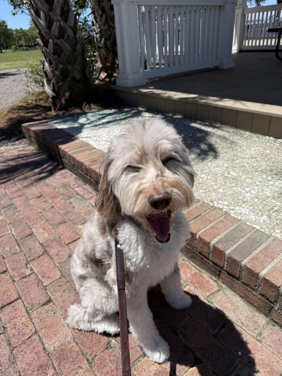 Fluffy dog on a brick path