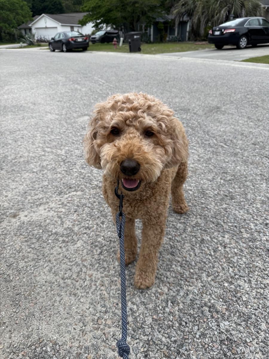 Golden doodle looking up on a walk