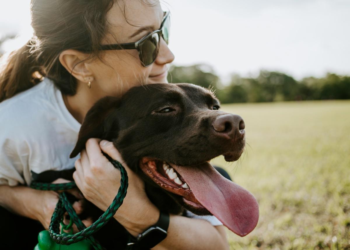 Woman hugging a happy chocolate lab in a sunny field