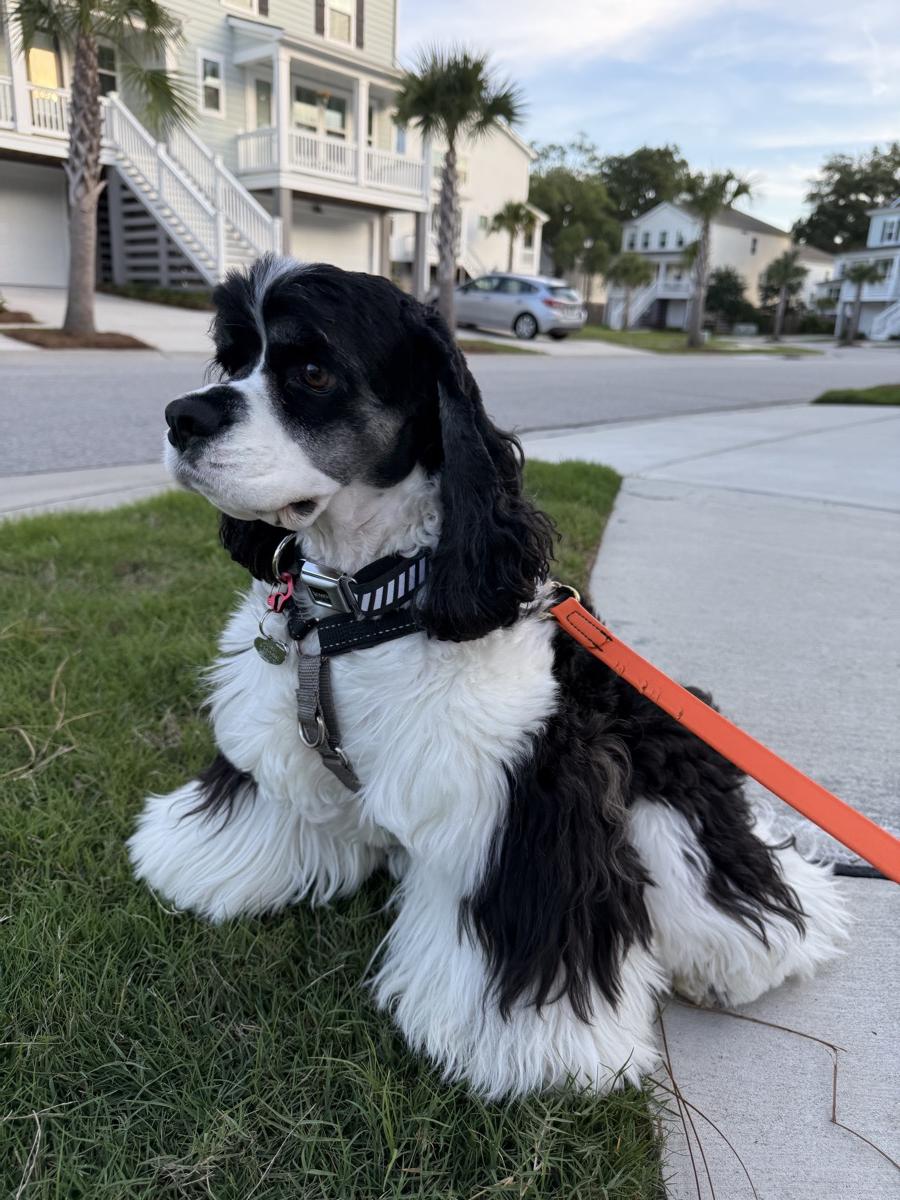 Black and white spaniel on a neighborhood walk