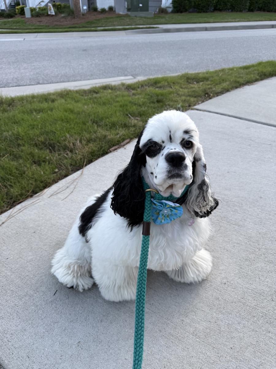 Black and white spaniel with a teal bow on a walk