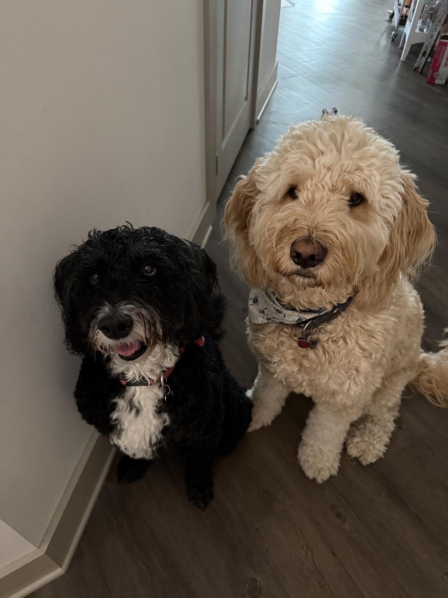 Cream and black doodles during a drop-in visit