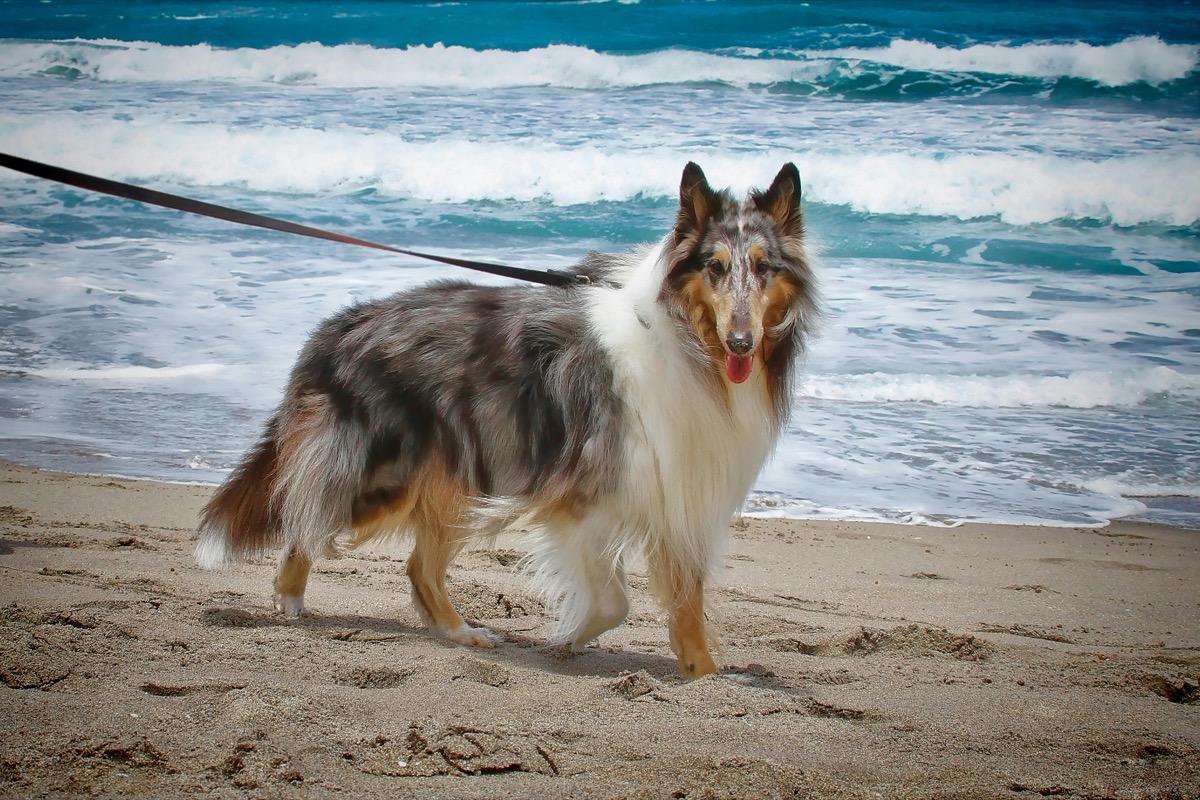 Collie on a sandy beach with ocean waves