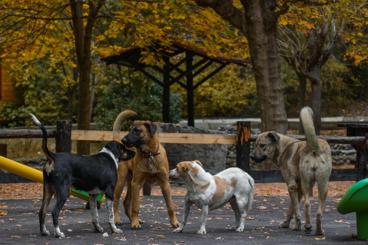 Dogs socializing at a park in autumn