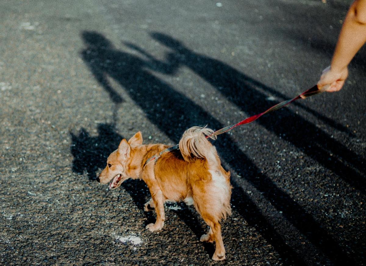 Two dogs on leashes walking down a sunlit path
