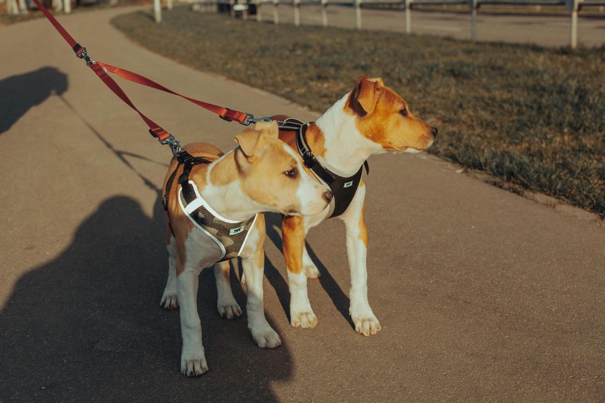 Dog walking on hot pavement with long shadows